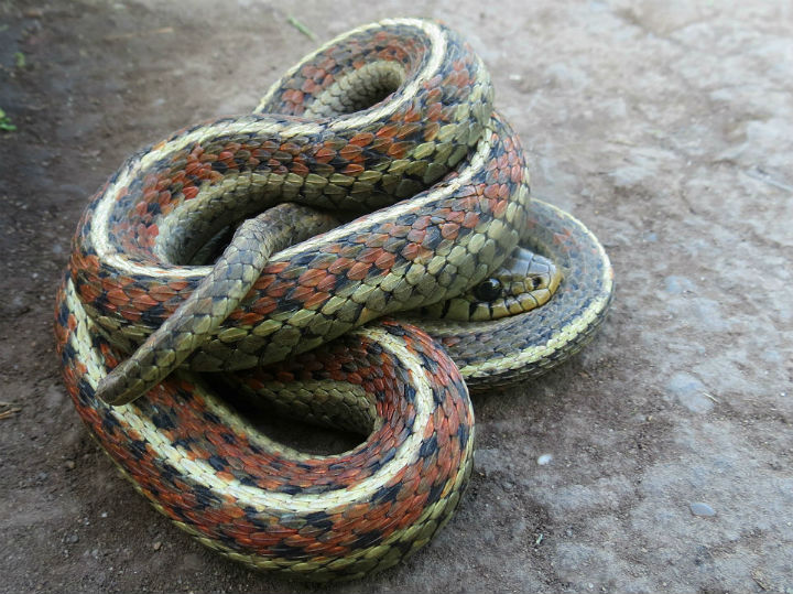 Coast Garter Snake